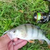 Силиконови примамки M5 Craft Joker Shad 6.4 см - 8 броя в опаковка