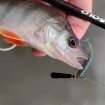 Силиконови примамки M5 Craft Joker Shad 6.4 см - 8 броя в опаковка