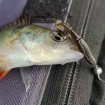 Силиконови примамки M5 Craft Joker Shad 6.4 см - 8 броя в опаковка