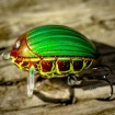 Воблер Salmo Lil Bug, цвят GBG