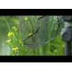 Глава за кеп Matrix Carp Latex Net