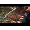 Плаващ воблер Yo-Zuri Pin's Minnow F 70 мм, 4 г, цвят BL