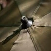 Чадър-броли за шарански риболов Fox 60 Inch Brolly