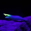 Калмарка Hayabusa Squid Junky Lively Dart - доказано качество от Наслука