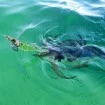 Калмарка Yo-Zuri Aurie-Q FinAce Squid Jig - доказано качество от Наслука