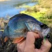 Силикони за риболов на Костур, Кефал, Пъстърва - Качество от Наслука