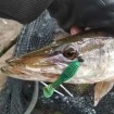 Силиконови примамки M5 Craft Chubby Shad 2.2" Lox Dark, 7 бр.