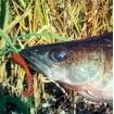 Силиконови примамки M5 Craft Chubby Shad 2.2" Lox Dark, 7 бр.