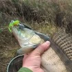 Силиконови примамки M5 Craft Chubby 2.3" Green Melon, 7 бр.