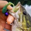 Силиконови примамки M5 Craft Chubby 2.3" Green Melon, 7 бр.
