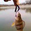 Силиконови примамки M5 Craft Fly Fish 6.3 см - 8 броя в опаковка