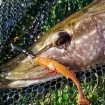 Силиконови примамки M5 Craft Fly Fish 6.3 см - 8 броя в опаковка