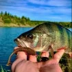 Силикони за риболов на Щука, Бяла риба, Костур, Бас - Качество от Наслука