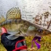 Силикони за Риболов на пъстърва M5 Craft Turbo Crayfish 2.0" Chart Neon Flake