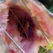Силикони за Риболов на пъстърва M5 Craft Turbo Crayfish 2.0" Chart Neon Flake