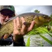 Плаващ Воблер Rapala Crank 03 Shallow Runner 3.5 см 4.0 г цвят AYU - За спининг риболов