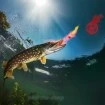 Спрей за изкуствени примамки и стръв Delphin Stinx Spray Oyster 30мл, Red