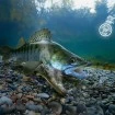 Спрей за изкуствени примамки и стръв Delphin Stinx Spray Oyster 30мл, Transparent