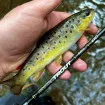 Filstar 365 Trout Spin EVO 1.65 м - въдица за риболов на пъстърва