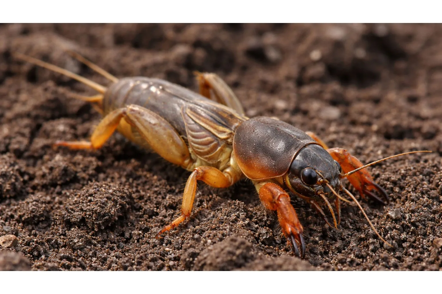 Попово прасе