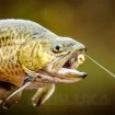 Вързани куки за пъстърва MT Trout Hooks - 2м - 7 бр.