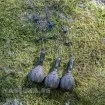 Монтажи за шаран Avid Carp Ready Tied Pin Down Leader - Heli/Chod