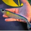 Силиконова примамка за трофейни хищници Berkley Giant Ripple Shad - 16/20см - Orange Black