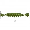 Силиконови ларви Libra Lures Larva Multi - 25бр. х 2.5см Cheese - 031 Olive