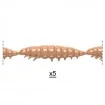 Силиконови ларви Libra Lures Larva Multi - 25бр. х 2.5см Cheese - 035 Pellets