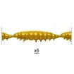 Силиконови ларви Libra Lures Larva Multi - 25бр. х 2.5см Cheese - 036 Coffee Milk