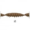 Силиконови ларви Libra Lures Larva Multi - 25бр. х 2.5см Cheese - 038 Brown