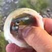 Сет от 5 бр. силиконови шадове Rudie's Hata Fish - 8.9см - цвят 29