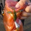 Силиконови примамки Rudie's Target Grouper Eater Shrimp - 8 бр. - 6.3см - цвят 05