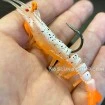 Силиконова скарида за морски джиг Ryuji Ayu Shrimp 7.5см 7.2г - цвят 09-UV