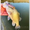 Воблер-попер Duel L-Bass Popper F 65мм 6г, цвят MGGB