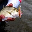 Потъващ воблер Yo-Zuri 3DR-X Flat Heavy Minnow S 60мм 7.5г, цвят GSSM