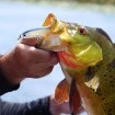 Неутрален воблер Yo-Zuri 3DR-X Jerkbait SP 80мм 9.5г, цвят PGSH