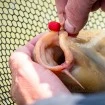 Балансирани дъмбели Mainline Match Dumbell Wafters - Krill