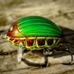 Воблер Salmo Lil Bug - цвят GBG