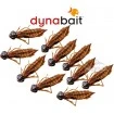 Сушени нимфи Dynabait Fresh Nymphs - Бабалюга
