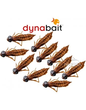 Сушени нимфи Dynabait Fresh Nymphs - Бабалюга