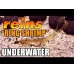Силиконови примамки Reins Ring Shrimp 7.6 см - 10 броя в опаковка