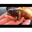 Силиконови примамки Maria Action Fish 3.0 см - 10 броя в опаковка