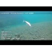 Потъващ воблер Shimano Exsence Strong Assassin Flash Boost 12.5см 27г - 002 Bora
