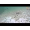 Силиконов шад Savage Gear Fat Minnow T-Tail 10.5 см - Holo Baitfish