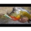 Плаващ воблер Yo-Zuri 3DR-X Crank MR F 50мм 8.5г, цвят GSSS