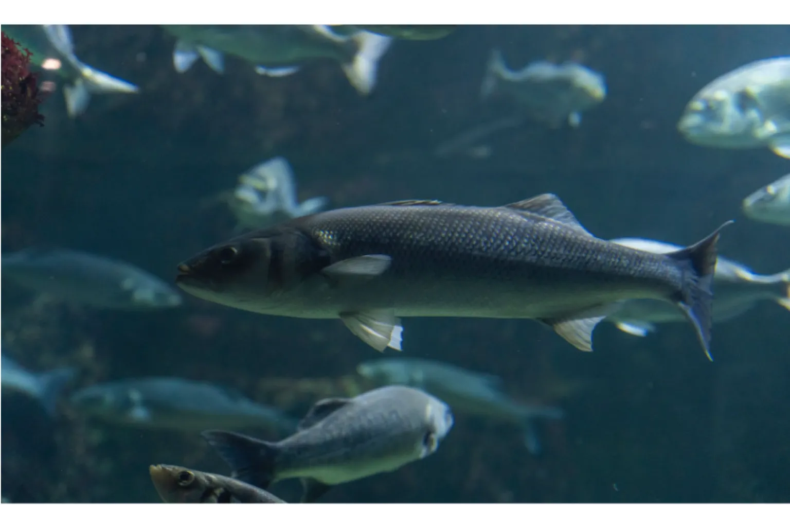 Кога, къде и как се лови морски кефал - пълно ръководство