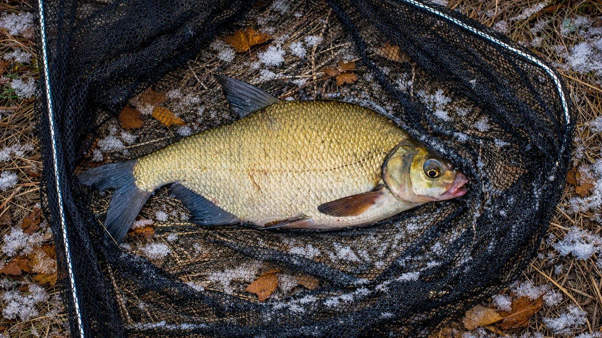 риба платика, уловена през зимата стояща в кепче